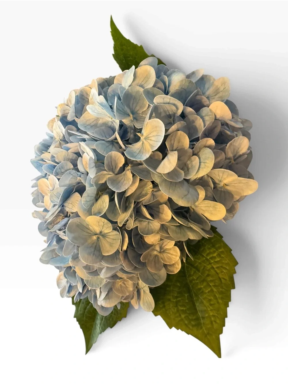 N/A charming blue